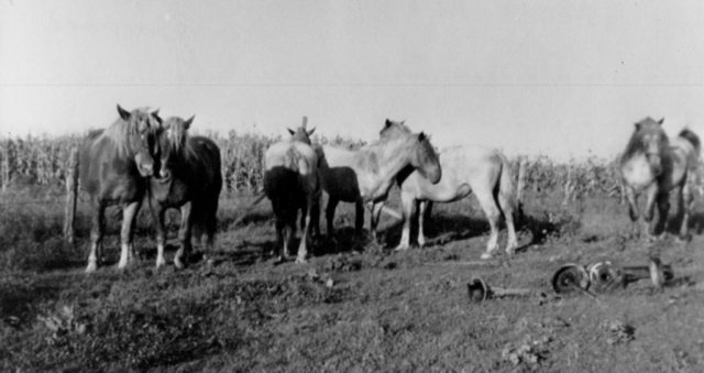 Watson's horses - corn in back